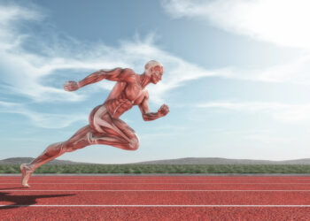 Découverte révolutionnaire : le rôle clé du MCT1 dans la physiologie musculaire