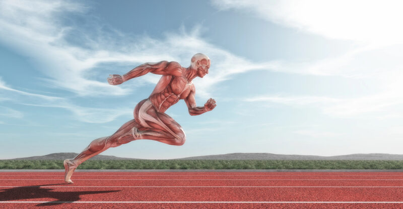 Découverte révolutionnaire : le rôle clé du MCT1 dans la physiologie musculaire