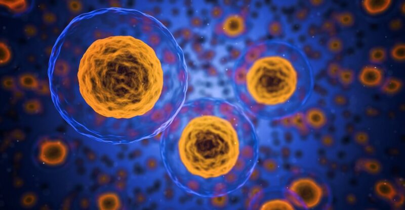 Transformation des cellules graisseuses blanches en beiges : une avancée révolutionnaire contre l’obésité