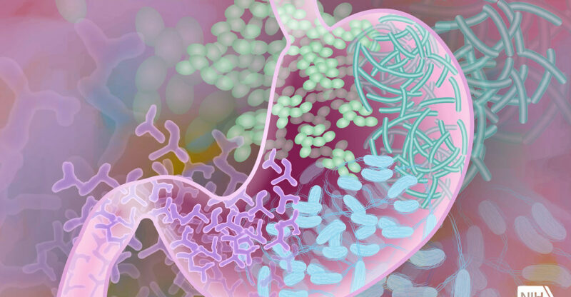 Nutrition de Précision et Microbiome : Le Pouvoir des Acides Gras à Chaîne Courte (AGCC)