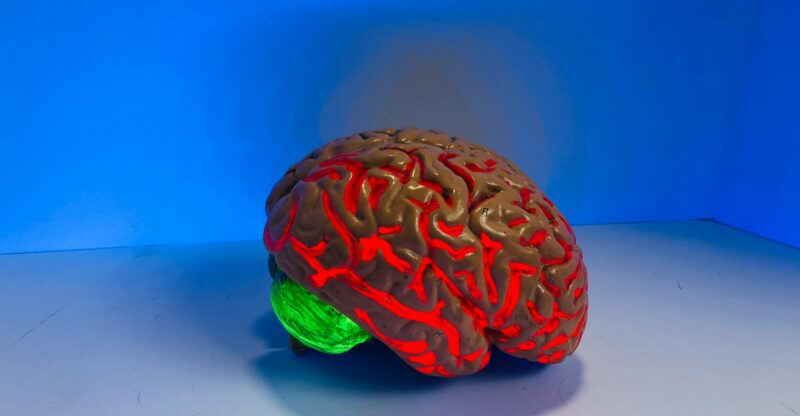 L’Alimentation Saine et la Santé Cognitive : Une Étude Révèle l’Importance des Habitudes Alimentaires Précoces