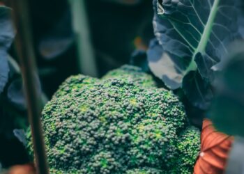 a close up of a broccoli plant with leaves