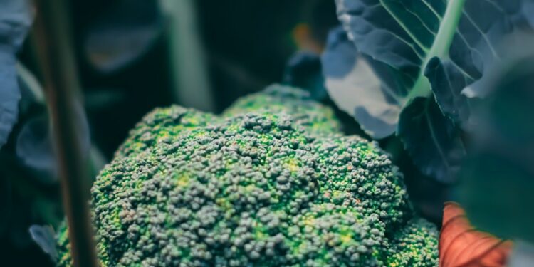 a close up of a broccoli plant with leaves