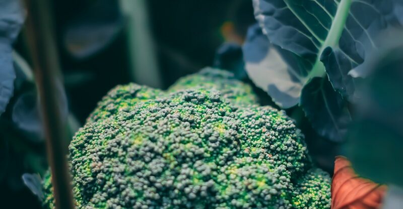 Preuves cliniques concernant les effets anticancéreux du brocoli : quelques points clés