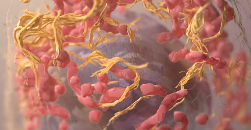Alimentation et suppléments pour prévenir le cancer : les dernières découvertes
