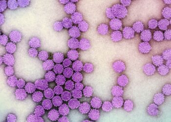 a close up of a bunch of purple balls