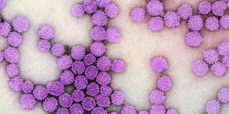 a close up of a bunch of purple balls