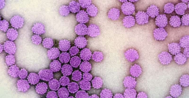 Le Microbe Intestinal Blastocystis : Clé pour Bénéficier des Aliments Sains ?