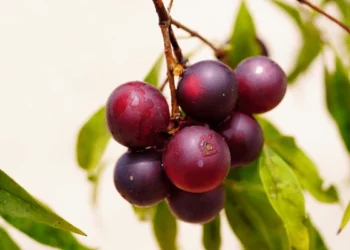 Maladie hépatique : Un extrait du Camu-Camu pour réduire la graisse hépatique
