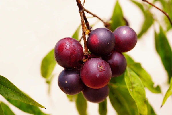 Maladie hépatique : Un extrait du Camu-Camu pour réduire la graisse hépatique