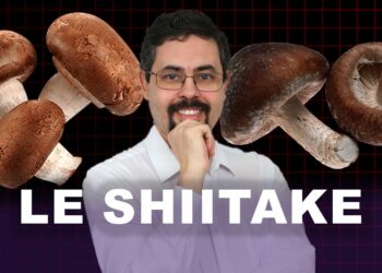Connaissez-vous le Shiitake ?