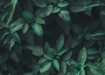 green leaf plants