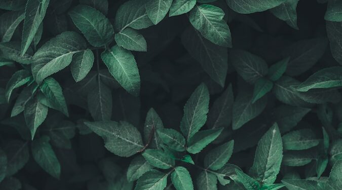 green leaf plants