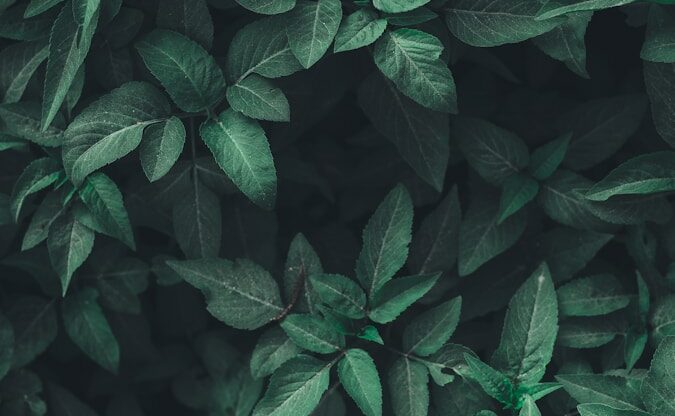 Les suppléments à base de plantes : un risque pour la santé du foie ?