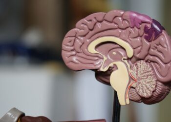 brown brain decor in selective-focus photography
