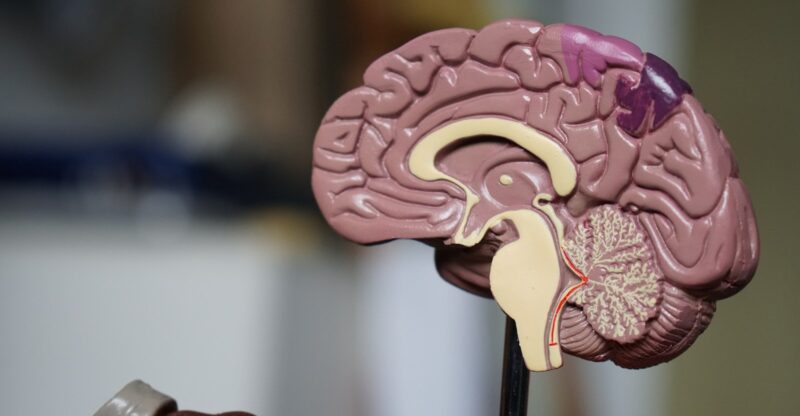 Probiotiques et blessures cérébrales traumatisantes : les bienfaits d’une supplémentation probiotique