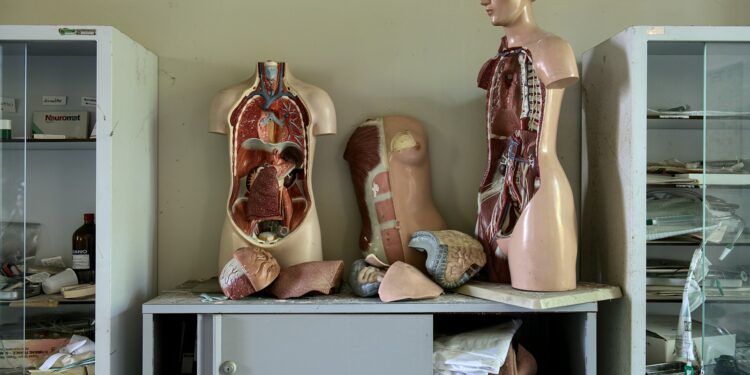 body anatomy mannequins on table