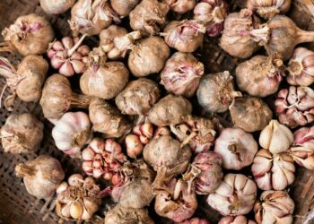 garlic lot