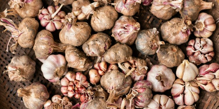 garlic lot