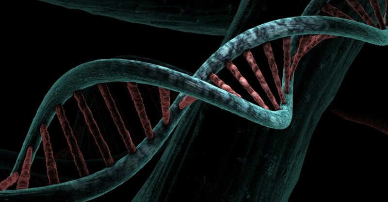 Le rôle des acides aminés dans la longévité : Ce qu’une nouvelle étude nous révèle sur l’alimentation et la mortalité
