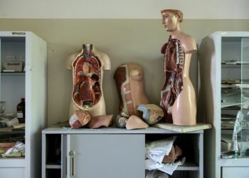 body anatomy mannequins on table