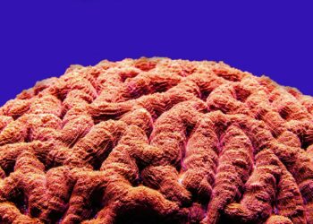 a close up of a coral with a blue background