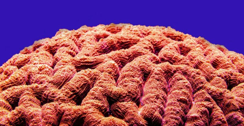 Nourrissez votre mémoire : solutions naturelles pour booster la mémoire