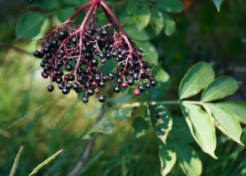 A bunch of berries hanging from a tree