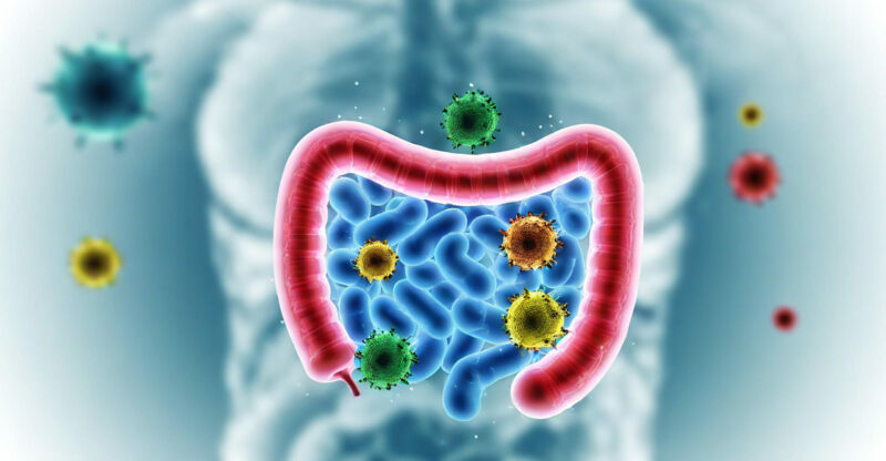Le dialogue secret entre votre corps et vos bactéries intestinales : Implications pour la santé