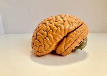 human brain figurine