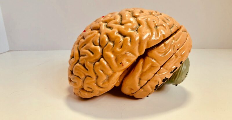 Le Cerveau et la Faim : Comment la GABA et la Dopamine Contrôlent le Début des Repas