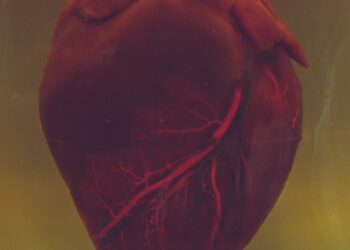 human heart