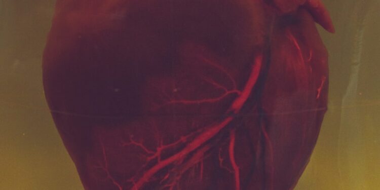 human heart