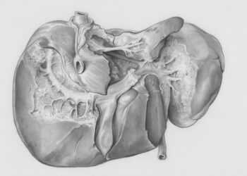 a drawing of a human head and neck
