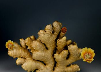 A dramatic still life of ginger root adorned with colorful flowers.