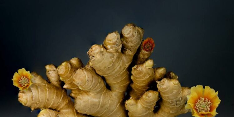 A dramatic still life of ginger root adorned with colorful flowers.