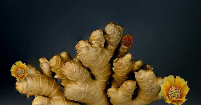 Le furanodiénone (FDN) : Un espoir naturel contre les maladies inflammatoires de l’intestin (MII)