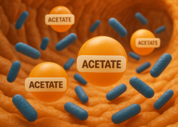 Quand les bactéries intestinales et l’acétate s’allient pour lutter contre l’obésité