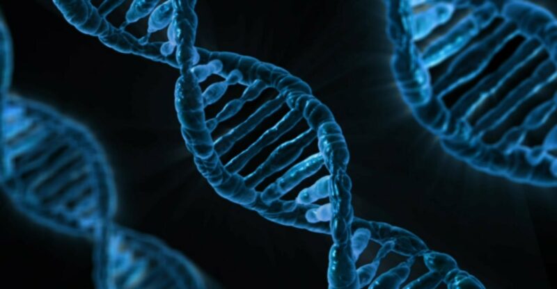 Des éléments viraux anciens dans l’ADN humain révèlent une fonction régulatrice essentielle
