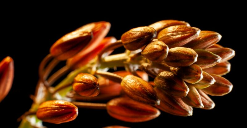 Oméga-6 et inflammation : une nouvelle étude remet en question les idées reçues sur les huiles de graines À l’attention des professionnels de santé