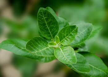 green leaf plant