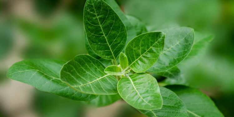 green leaf plant