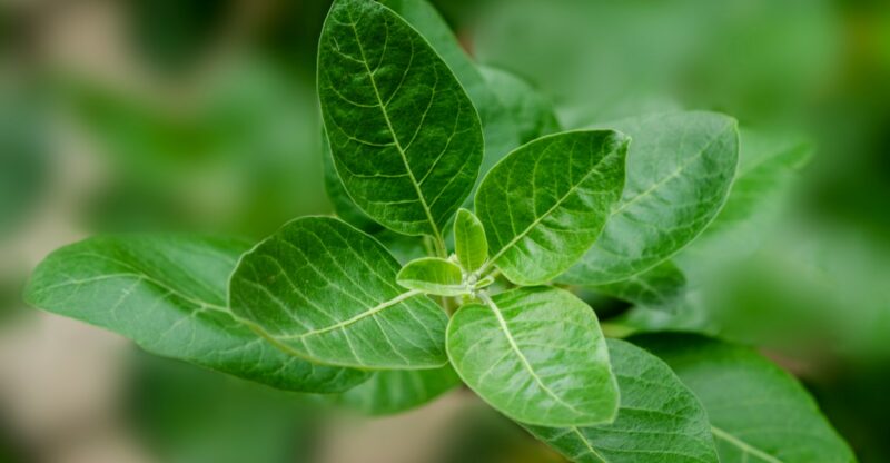 L’Ashwagandha (Withania somnifera) : une plante adaptogène au service de la santé globale