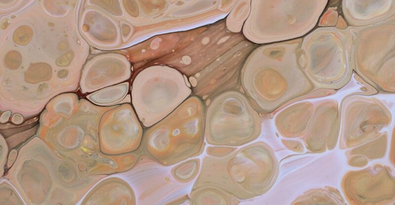 Psilocybine et longévité cellulaire : une nouvelle piste thérapeutique émergente