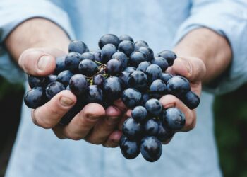 person holding grapes