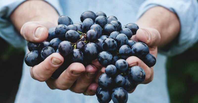 Le raisin : un superaliment sous-estimé ? Une revue scientifique met en lumière le potentiel santé du raisin frais
