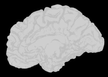 a white brain on a black background