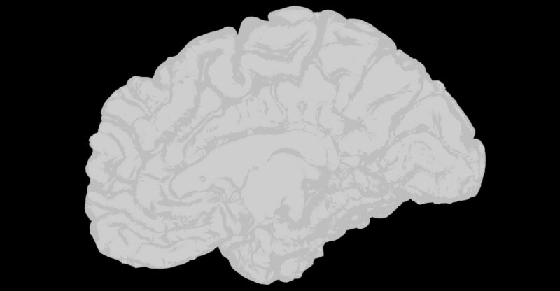 Les édulcorants artificiels associés à un déclin cognitif plus rapide chez les adultes de moins de 60 ans