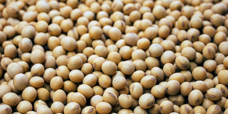 a bunch of small white balls of food