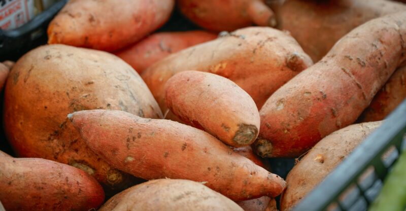 L’ADN de la patate douce : un code génétique plus complexe qu’on ne l’imaginait